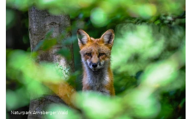 Fuchs im Wildpark Bilsteintal