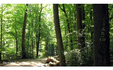 Waldweg mit Wegzeichen