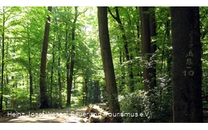 Waldweg mit Wegzeichen