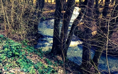 Fluss durch den Wald