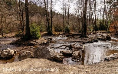 Wasserstelle im Wald