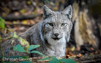 Luchs